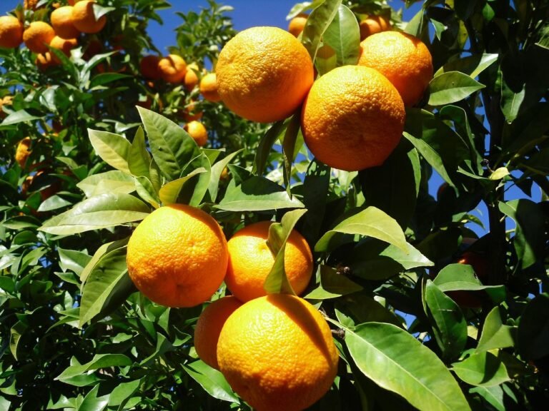 🍊 « Autour de l’orange »