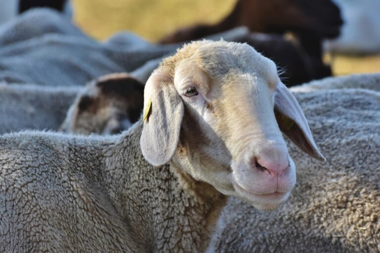 De ferme en ferme…