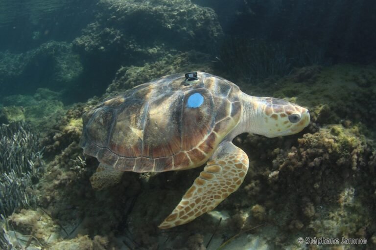 🐢 Une tortue sauvée, une mer à préserver