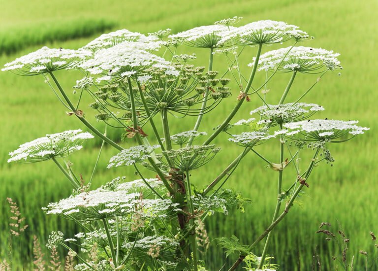🌿 Vigilance verte : une plante toxique menace nos rivières – rejoignez la lutte ! 🌞