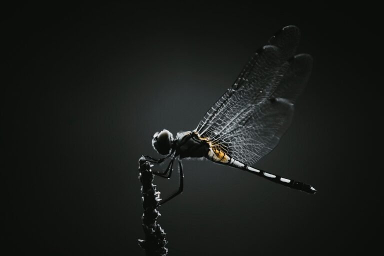 Une nuit magique à Caille, insectes et ciel étoilé au rendez-vous