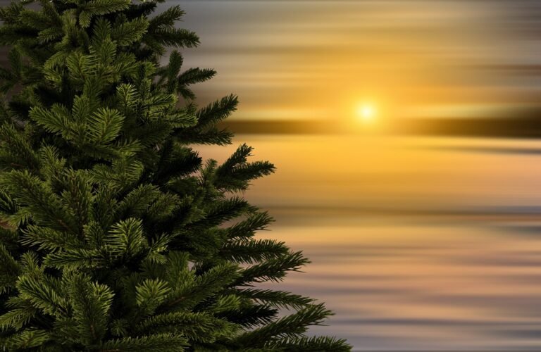 Donner une seconde vie aux sapins de Noël