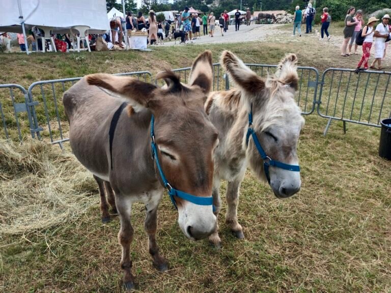 Fête aux Ânes d&rsquo;Escragnolles,