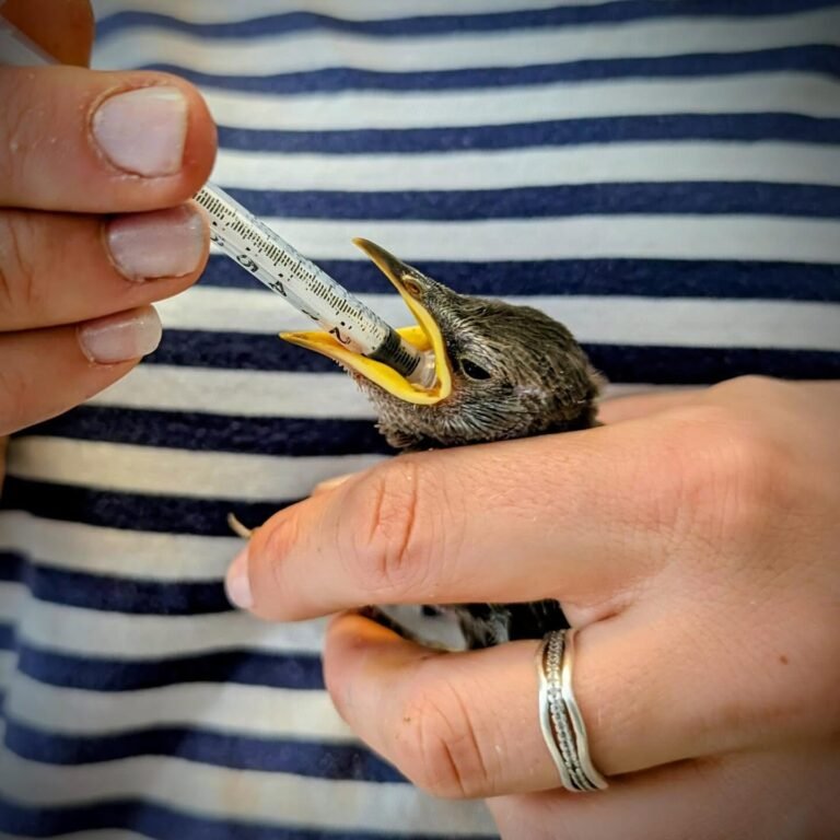 Fortes chaleurs : la faune sauvage en première ligne,