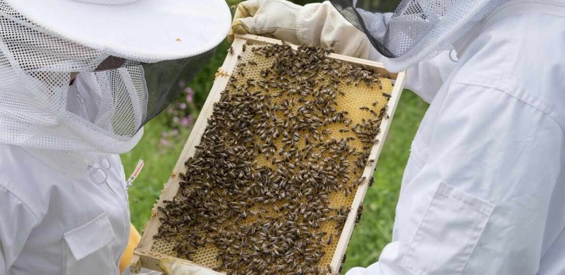topp-digital-foto-beekeeper-2650664_1920