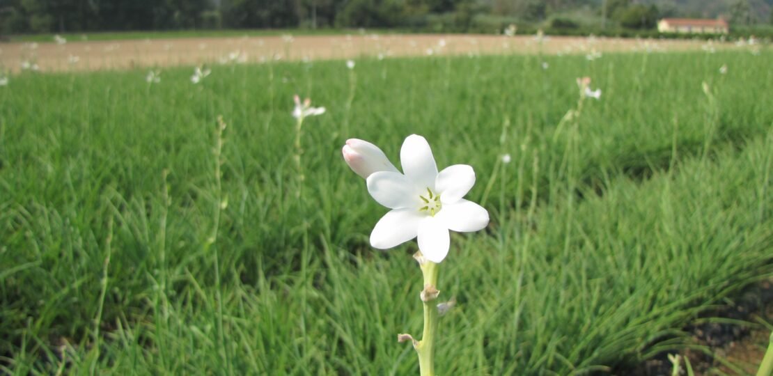 aferropro-flower-2063095