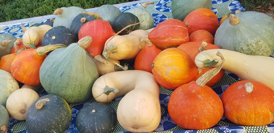 1 – CASTRILLON Courges