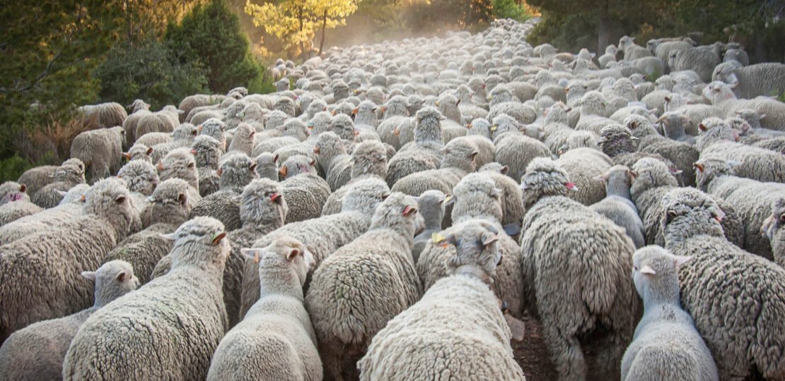 Transhumance