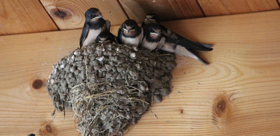 kuhlungsborner-barn-swallows-2461911_1920